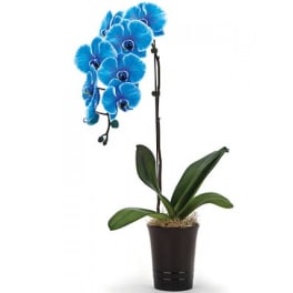 Blue orchid plant in a dark pot