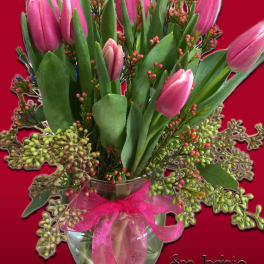 tulips for you