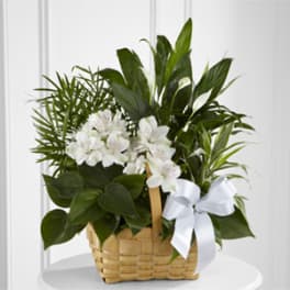 White flowers in a woven basket with a white ribbon