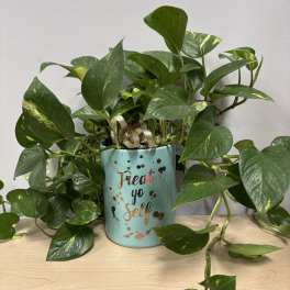 Potted pothos plant in a turquoise container with "Treat yo self" text