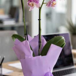 Double Stem Purple Phalaenopsis Orchid in Clear Cube Vase Plant | Same-Day Orange County Delivery