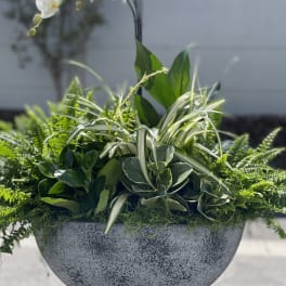 White orchid plant in a gray planter with mixed green foliage