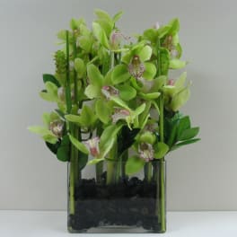 Green orchid stems arranged in a clear square vase with black stones