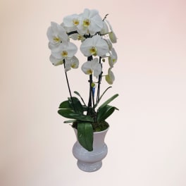 Elegant Orchid Garden