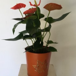 Potted anthurium plant with red blooms in an orange decorative container