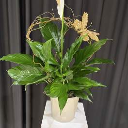 Peace Lily Plant