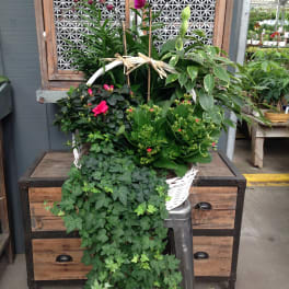 Basket of potted orchids and mixed green plants with trailing ivy