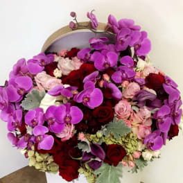 Royal Orchid