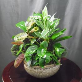Mixed potted houseplants in a round ceramic planter