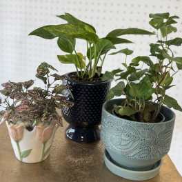 Surprise 4" Potted Plant
