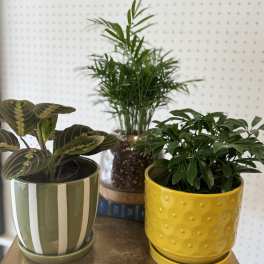 Deluxe Surprise 4" Potted Plant