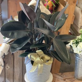 6" Houseplant with Upgraded Container