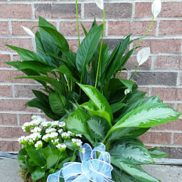 Basket of green plants with white peace lilies and a blue ribbon