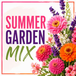 Summer garden mix with pink, orange, purple, and white flowers