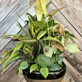 Potted tropical foliage arrangement with a white ribbon bow in a decorative ceramic pot