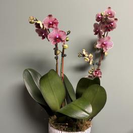 Potted pink orchids in a white ribbed planter on a metal stand