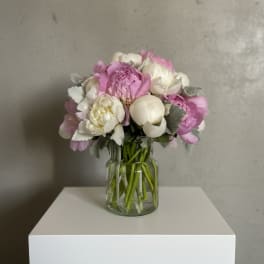 Peony Perfection