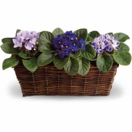 Three blooming African violets in a wicker basket planter