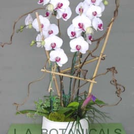 White orchids arranged in a white pot with bamboo supports