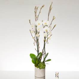 White Cascading Orchids - Sherman Oaks Florist
