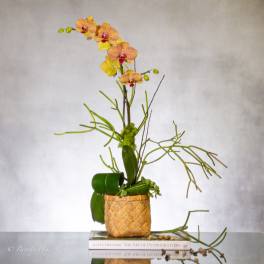 Truly Enlightening Orchids - Sherman Oaks Florist