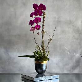 Purple Orchid Ovation - Sherman Oaks Florist