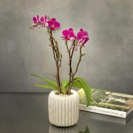 Mini Purple Delight