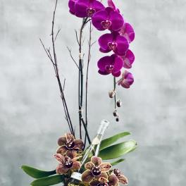 Duo Orchid Royale - Sherman Oaks Florist