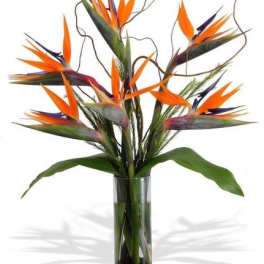 Bird of paradise flowers in a tall glass vase