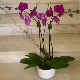 2 Orchids plants (Select) in Purple arranged in a glass or ceramic container.