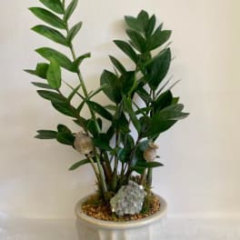 Potted green plant with upright stems in a ceramic container