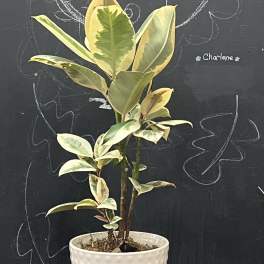 Variegated potted rubber plant in a white textured pot