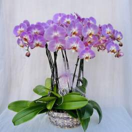 Pink orchid blooms arranged in a woven basket with broad green leaves.
