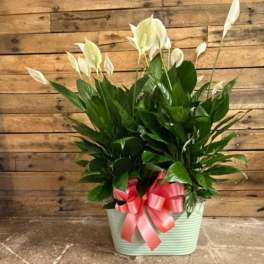 Potted peace lily arrangement with white blooms and a pink ribbon
