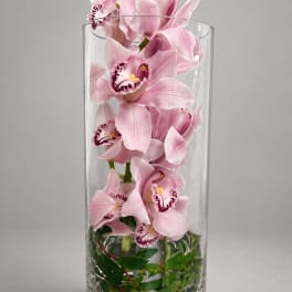 Timeless Orchid