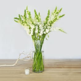 White snapdragon stems in a clear glass vase