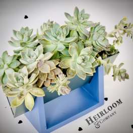 Ocean Blue Succulent Garden Designer Living Succulent Arrangement