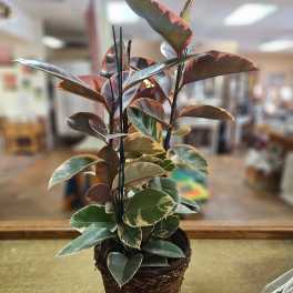 Potted variegated houseplant with green and pink leaves in a woven basket