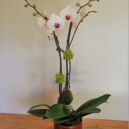 White orchid plant in a textured brown pot