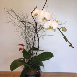 White orchid arrangement in a black pot with branches and red accents