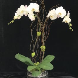 White orchids in a glass vase with curly branches