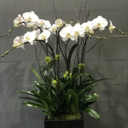 White orchids arranged in a black square planter