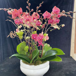 Pink orchid arrangement in a white bowl planter