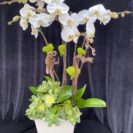 White orchids in a white planter with green succulents