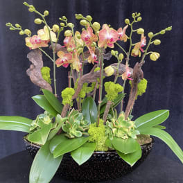 Orchid arrangement with succulents in a black bowl