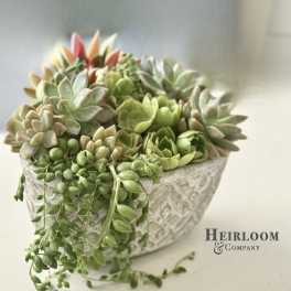 Cascading Succulents