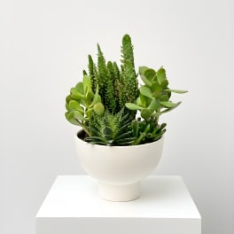 Potted succulent arrangement in a white ceramic planter
