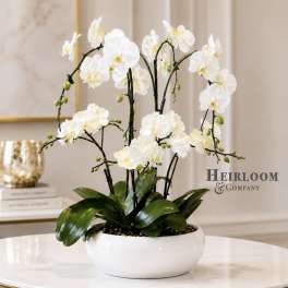 Luxury White Orchid Garden