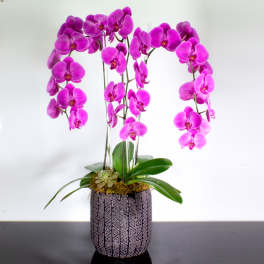 Lavender Orchid Cascade - Sherman Oaks Florist