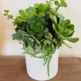 Potted succulent arrangement in a white textured container